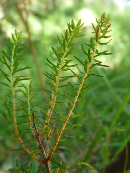 Feuilles et aiguilles de 5 mm groupées par 3 ou 4 et possédant 2 sillons sur leur face inférieure et présentes sur des tiges dressées et ramifiées. Agrandir dans une nouvelle fenêtre (ou onglet)